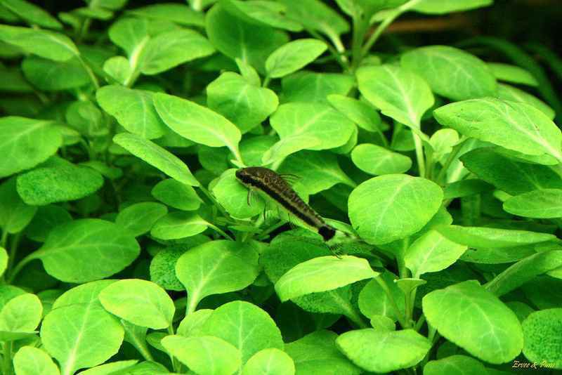 Lobelia Cardinalis Dwarf Fresh Live Aquarium Plants Easy Bunch