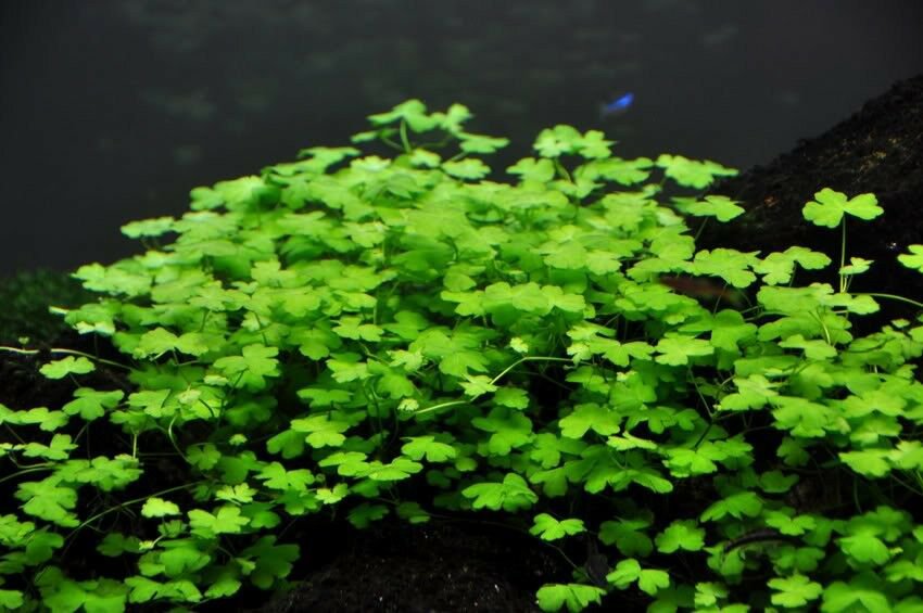 Hydrocotyle tripartita "Japan" in Vitro Culture - Fresh Live Aquarium Plants