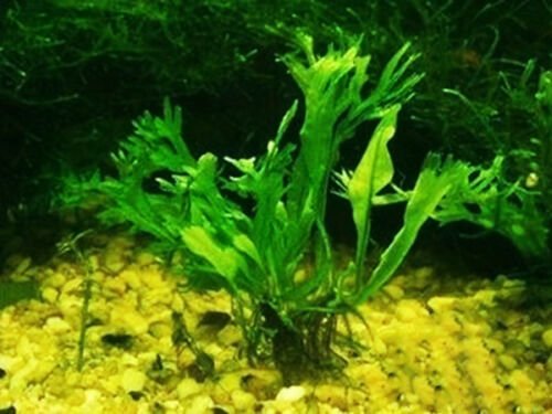 Microsorum Windelov Loose Rhizome Java Fern Fresh Aquarium Plants