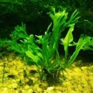 Microsorum Windelov Loose Rhizome Java Fern Fresh Aquarium Plants