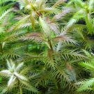 Proserpinaca Palustris Bunch Mermaid Weed APF Live Aquarium Plants
