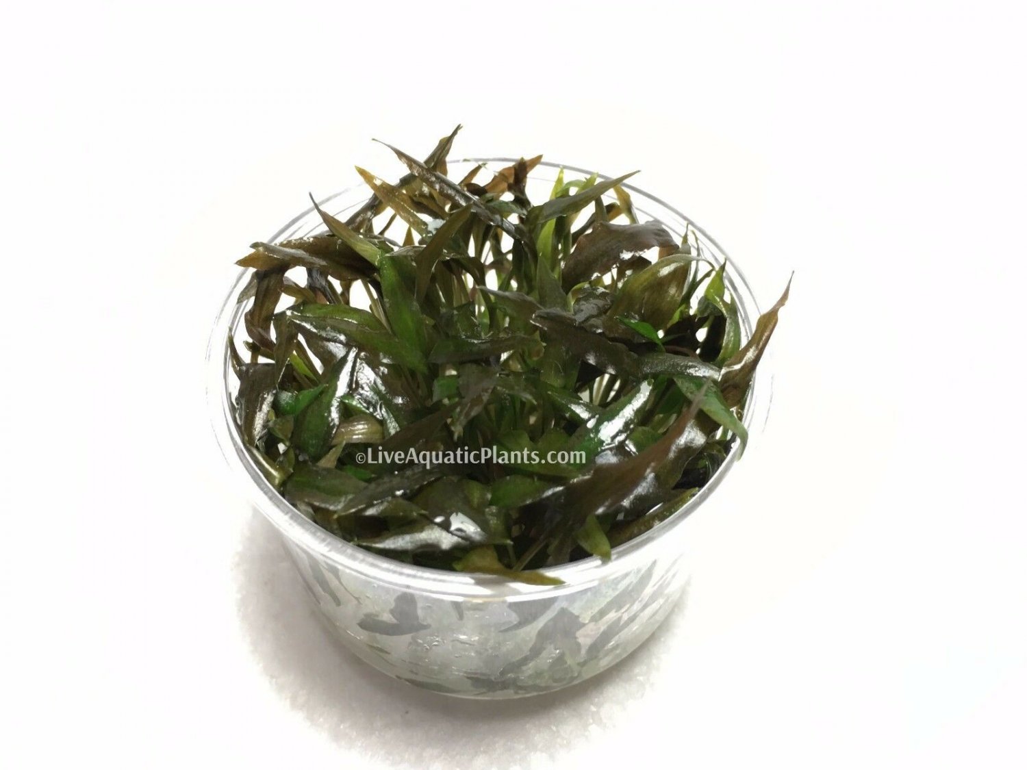 Cryptocoryne Walkeri in Tissue Culture Live Aquarium Plants Crypt Brown Tropica