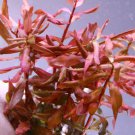 Ammannia Gracilis Red Bunch Live Aquarium Plants Moss Freshwater