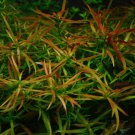 Ludwigia Arcuata - Needle Leaf Repens Live Aquarium Plants Bunch