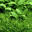 Micro Sword Tissue Culture Fresh Live Aquarium Plants Lilaeopsis Novaezelandiae