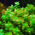 Bacopa Caroliniana Live Aquarium Plants Carolina Moneywort Bunch