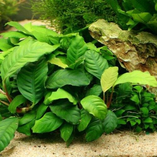 Anubias Coffeefolia Loose Rhizome Barteri Live Aquarium Plants