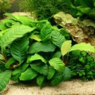 Anubias Coffeefolia Loose Rhizome Barteri Live Aquarium Plants