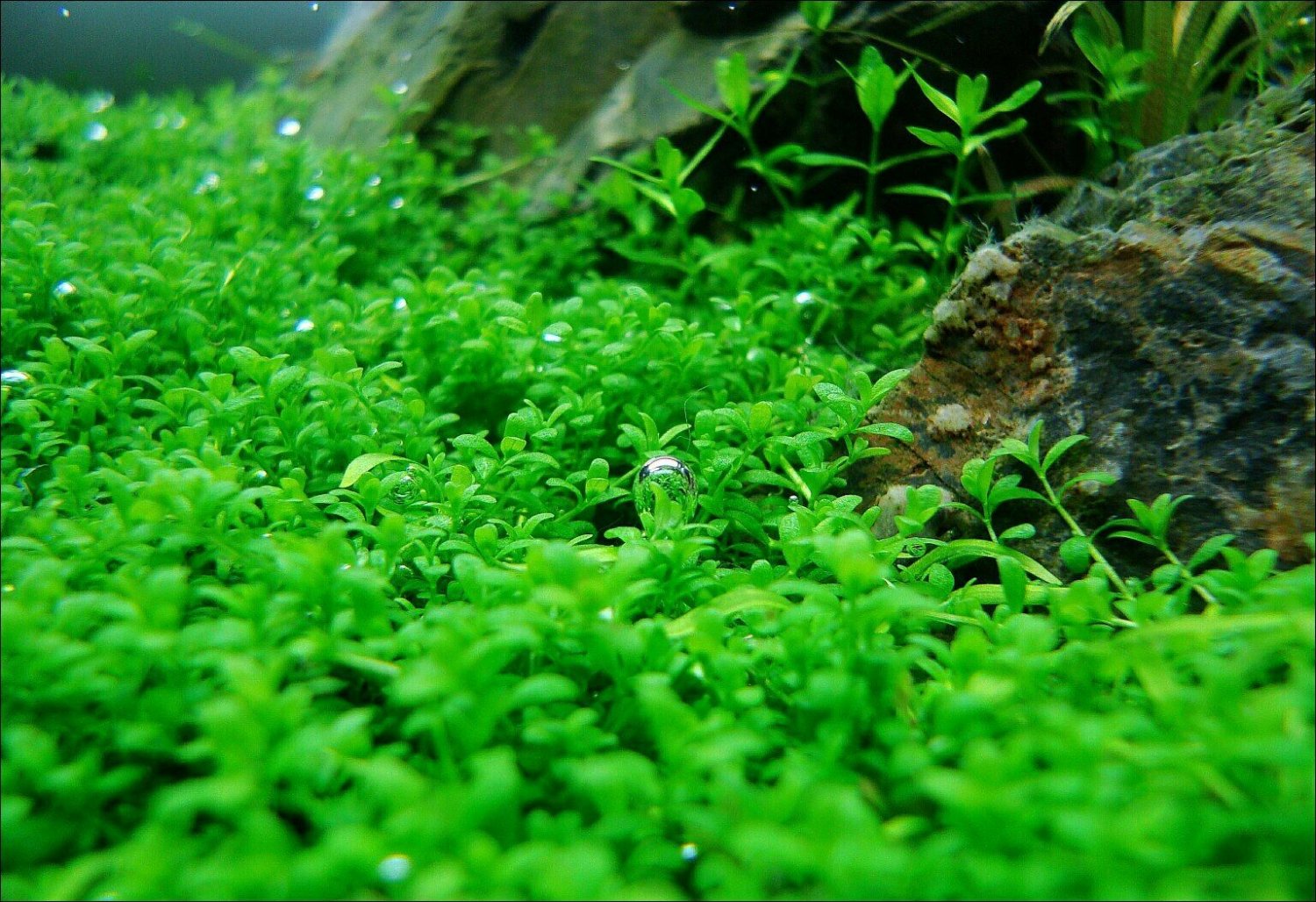 Dwarf Baby Tears Loose Root Hemianthus Callitrichoides Cuba Live Aquarium Plants