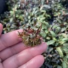 Bucephalandra Brownie Purple Tissue Culture Cup Aquarium Plants Factory®