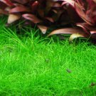Eleocharis sp. Mini in Tissue Culture Dwarf Hairgrass Mini Live Aquarium Plants