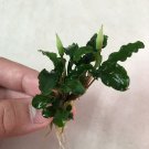Bucephalandra sp. Wavy Leaf Green Loose Easy Freshwater Live Aquarium Plants