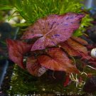 Red Tiger Lotus Sprouted Bulb With Leaf Aquarium Plants Factory
