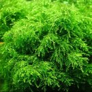 Weeping Moss Tissue Culture Cup Vesicularia Ferriei Aquarium Plants Factory®