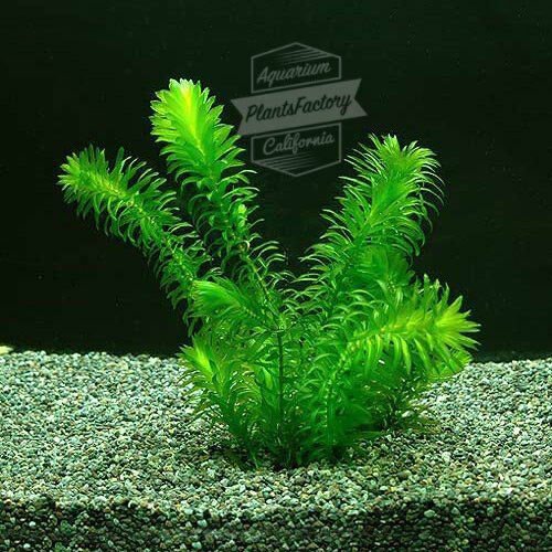 Anacharis Bunch Elodea Densa Aquatic Freshwater Aquarium Plants