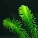 Anacharis Bunch Egeria Elodea Densa Freshwater Easy Live Aquarium Plants