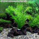 Anacharis Bunch Elodea Densa Aquatic Freshwater APF Aquarium Plants Factory