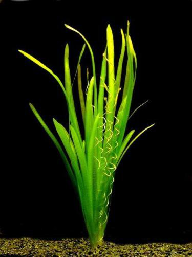 Vallisneria Spiralis Bunch Jungle Val APF® Live Aquarium Plants Factory