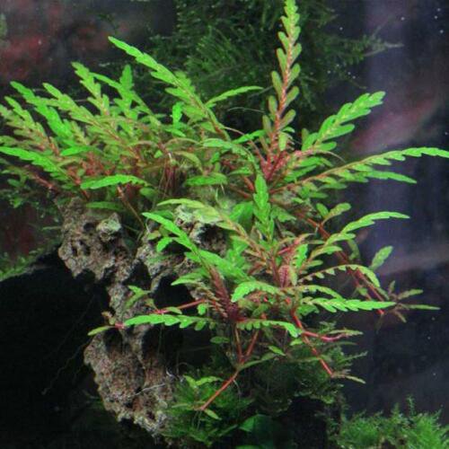 Hygrophila Pinnatifida Tissue Culture Cup TC Live Fresh Aquarium Plants Factory
