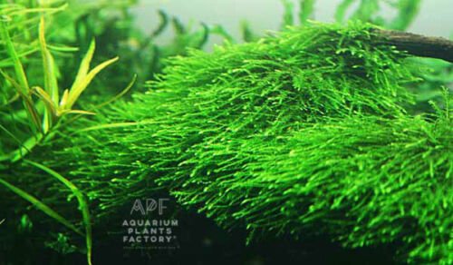 Java Moss Vesicularia Dubyana Golf Ball 2'' Size APFÂ® Live Aquatic Plants
