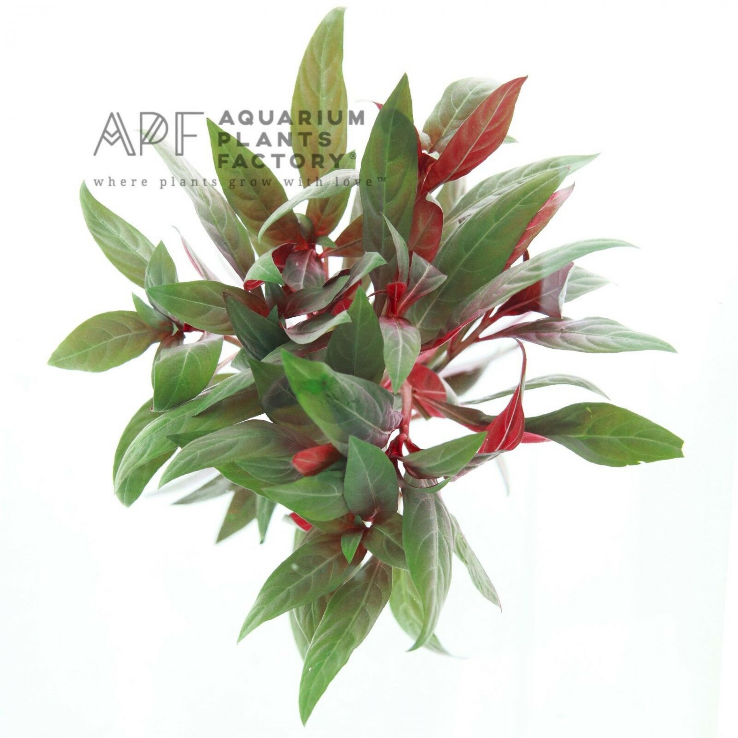 Ludwigia Peruensis Bunch Glandulosa Live Aquarium Aquatic Plants