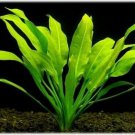 Amazon Sword - Echinodorus Bleheri Beginner Live Aquarium Plants