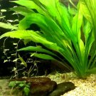 Amazon Sword Bunch Echinodorus Bleheri Live Aquarium Plants