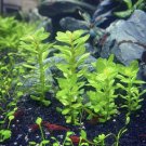 Ammania sp. 'Bonsai' Aquarium Plants