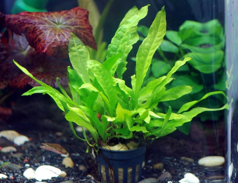 Java Fern Full Pot - Microsorum Pteropus Live Aquarium Plants