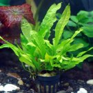Java Fern Full Pot - Microsorum Pteropus Live Aquarium Plants
