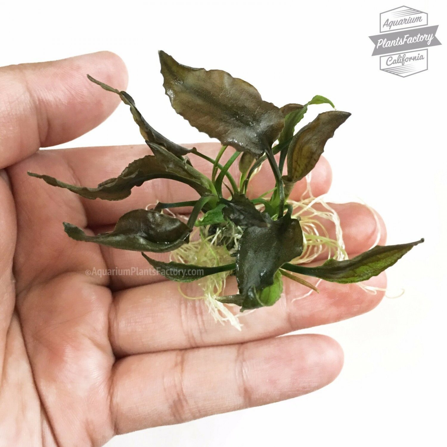 Cryptocoryne Wendtii Brown Bare Root Crypt Live Aquarium Plants