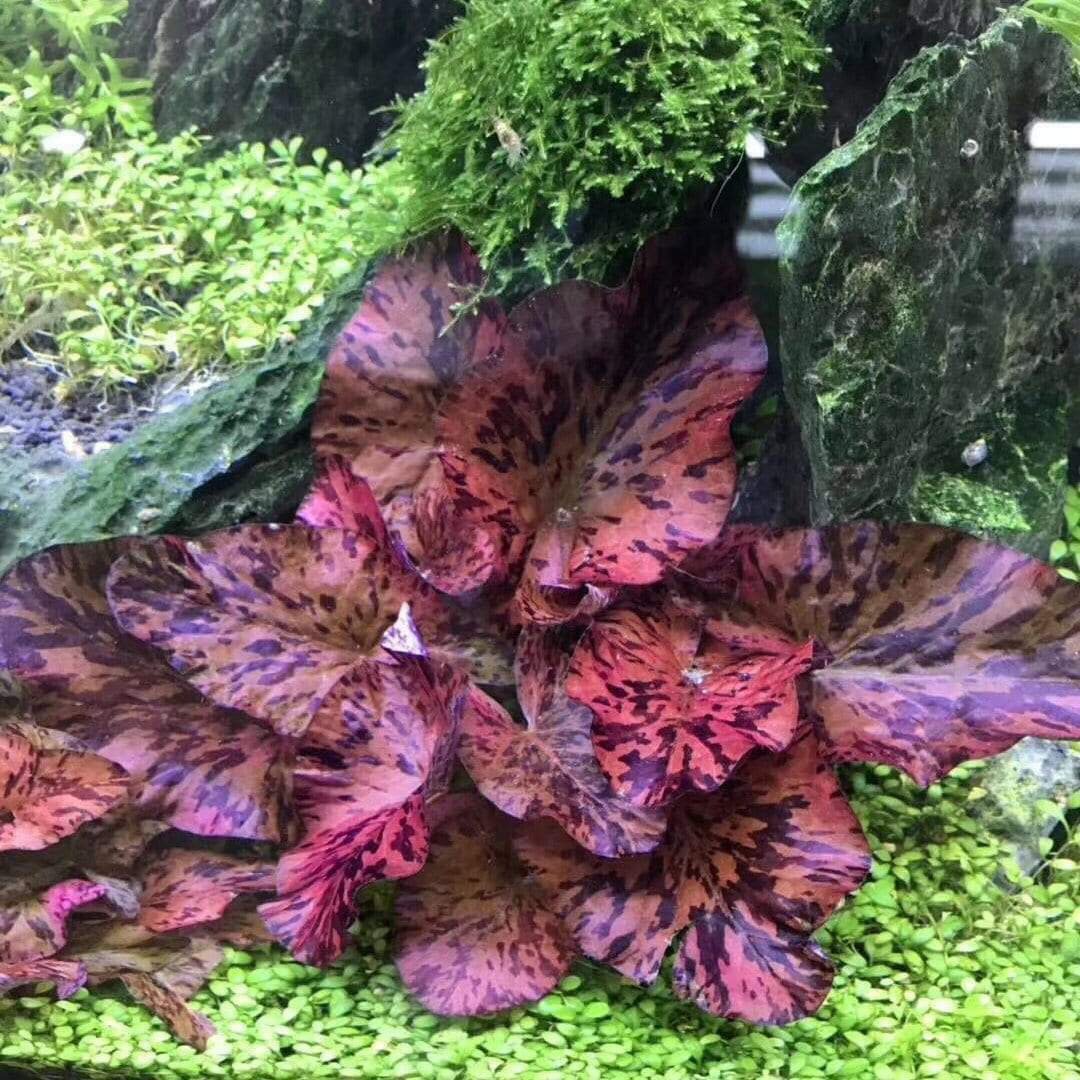 Red Tiger Lotus Bulb Wholesale | Nymphaea Zenkeri Aquarium Plants Factory