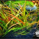 Juncus Repens Bare Root Creeping Rush Tropica Live Aquarium Plants