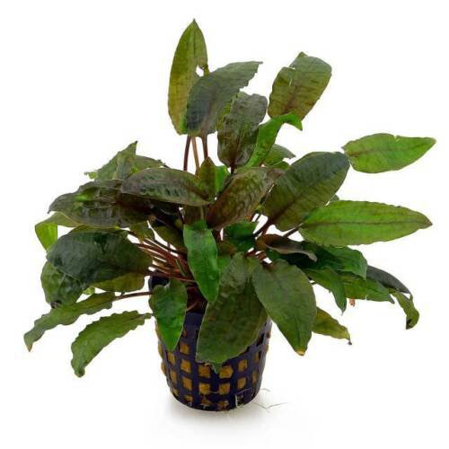 Cryptocoryne Wendtii Tropica Brown Pot Crypt Live Aquarium Plants