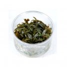 Cryptocoryne Wendtii Tropica in Vitro Live Aquarium Plants