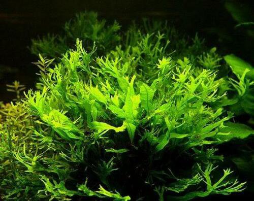Microsorum Windelov Pot Java Lace Fern Live Aquarium Plants