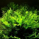 Microsorum Windelov Pot Java Lace Fern Live Aquarium Plants