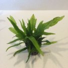 Java Fern Full Pot Microsorum Pteropus Live Aquarium Plants