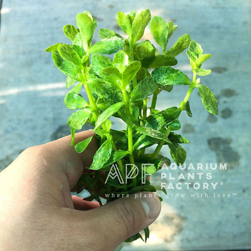 Bacopa Monnieri Variegated Bunch Water Hyssop Live Aquarium