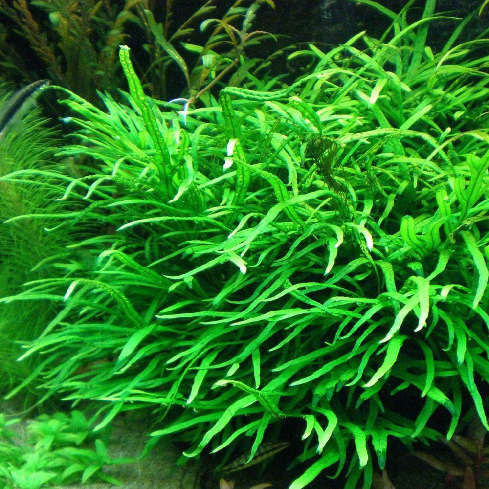 Trident Java Fern Loose Microsorum Pteropus Live Aquarium Plants