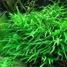 Trident Java Fern Loose Microsorum Pteropus Live Aquarium Plants