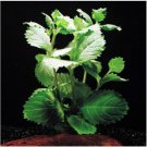 Hygrophila Difformis Water Wisteria Fresh APF Aquarium Plants Factory