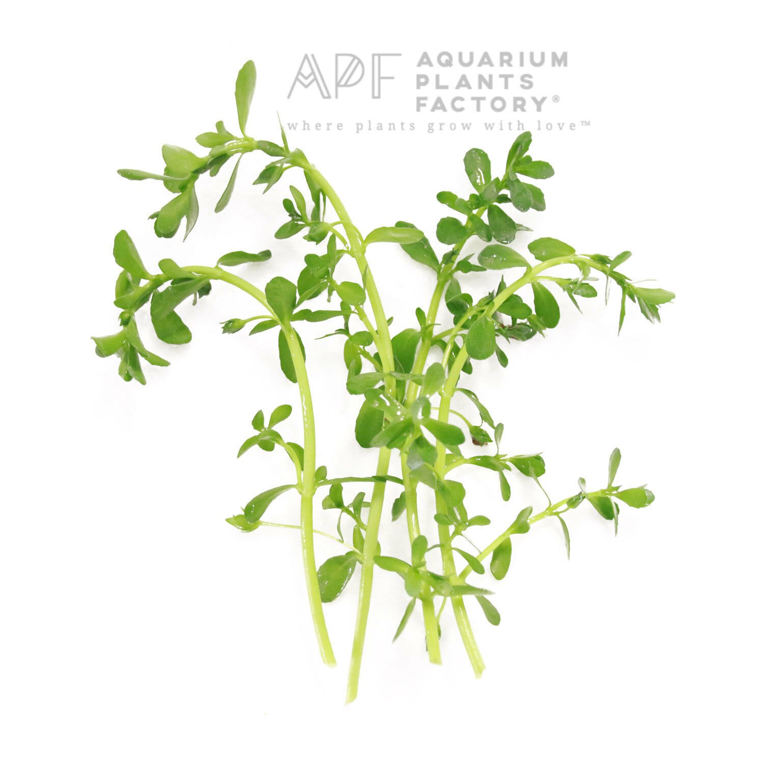 Bacopa Monnieri Loose Fresh Cut Moneywort Live Aquarium Plants BUY2GET1FREE*