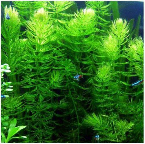 Hornwort Loose Fresh Cut Portion Ceratophyllum Live Aquarium Plant