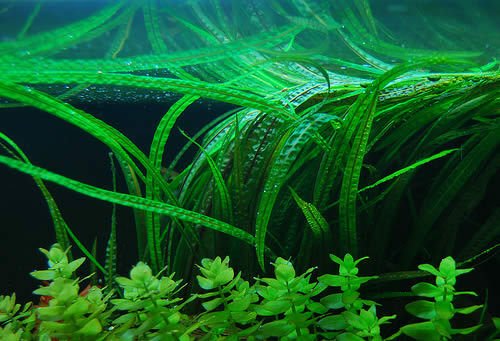 Cryptocoryne Balansae Bunch Freshwater Live Aquarium Plants Moss Crypt Green