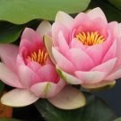 Nymphaea Madame Wilfron Gonnere Pink Hardy Water Lily Tuber Rhizome