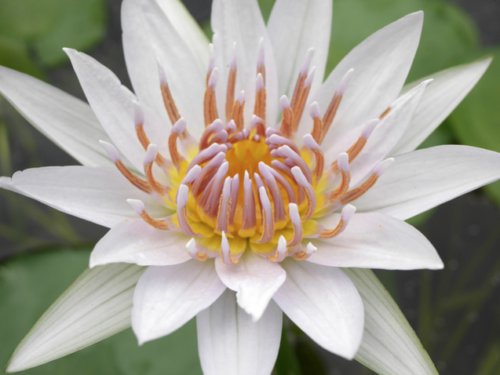 Nymphaea White Thammanoon Live Tropical Water Lily Tuber Rhizome