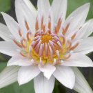 Nymphaea White Thammanoon Live Tropical Water Lily Tuber Rhizome