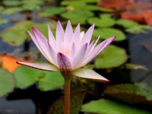 Nymphaea Hilary Lavender Live Tropical Water Lily Tuber Rhizome