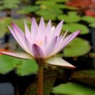 Nymphaea Hilary Lavender Live Tropical Water Lily Tuber Rhizome
